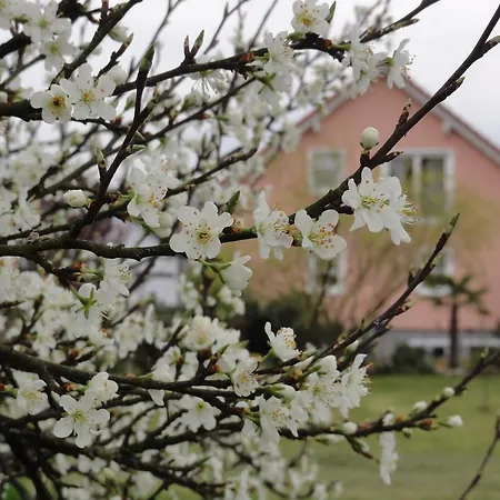 Westend Kappel-Grafenhausen